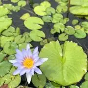 NaNaの画像