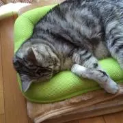 ネコ太の画像