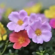 ai✨値下げ、おまとめ依頼お気軽に