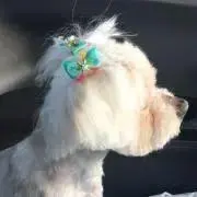 marumaruの画像