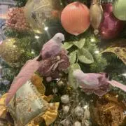 kiiiの画像