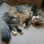 猫飯