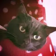 黒猫のあんこの画像