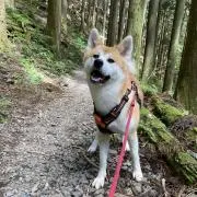こころの画像