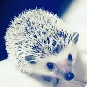 ☆ひいらぎ☆