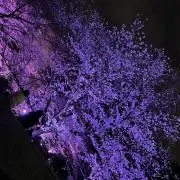 あいすの画像