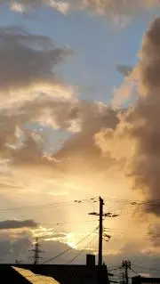 こむぎの画像