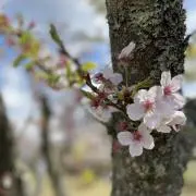 ごんたんみーの画像