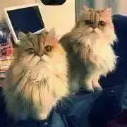 ちびの画像