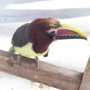 ちょび