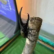 さとママ3