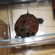 トミーの画像