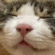 キャットパンチの画像