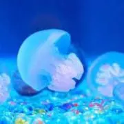 minamiの画像