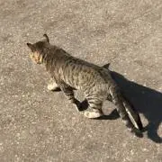 鳥の画像