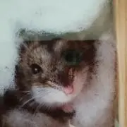 はむちゃん