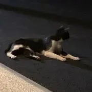 jarockの画像