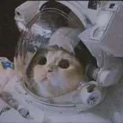 ふぃぼっちの画像