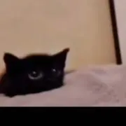 たかの画像