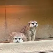 TM ⭐︎  24時間以内発送の画像