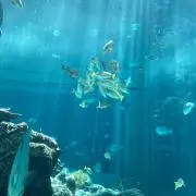 プーさん即購入大歓迎　見学大歓迎の画像