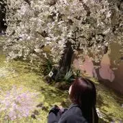 Layの画像