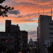 頑張っているヤマイモの画像