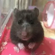 ごま