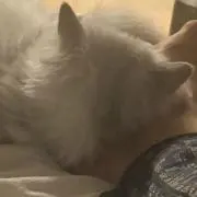 ばにゃにゃの画像