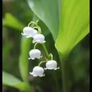 iku☆(複数購入割引あり)の画像