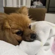 ぶた だい⭐️プロフ必読！