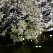さた