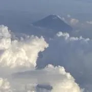 セロリの画像