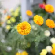小桜＊プロフ必読でよろしくお願いします。