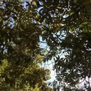 みかんの画像