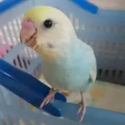 ぴーちゃんの画像
