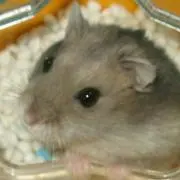 こばんの画像