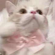 るる❁⃘*.゜の画像