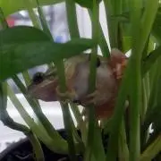 KERORINの画像