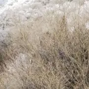 樹氷の画像