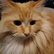 ☆ルナ★の画像