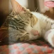 スフレの画像