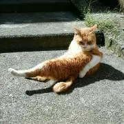 福ねこ