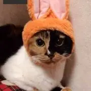 miiの画像