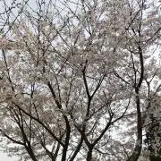 アキラの画像