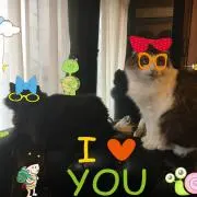 チャチャの画像