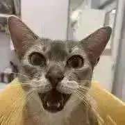 ◎チャッピー◎の画像