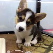ポンタ