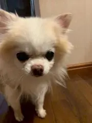 ニャニャ