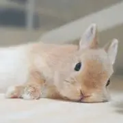 miiの画像